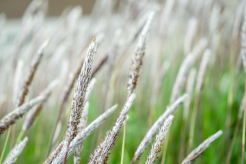 白い穂のグラス,チガヤ cogongrass, alang-alang, Japanese blood glass