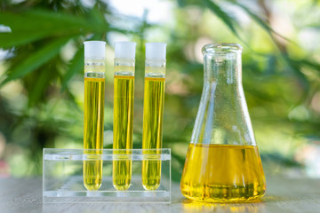 The researchers' hands are pouring CBD hemp oil into a glass tube. To be put to trial.Concept of alternative medicine, medicine, experiment, research, medicine. Close up.