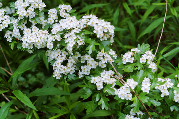 White flowers of a cherry tree. Blooming branch of cherry.