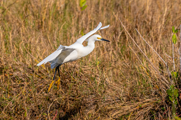 A Snowy Egret (Egretta thula) coming in for a landing in Merritt Island National Wildlife Refuge, Florida, USA.