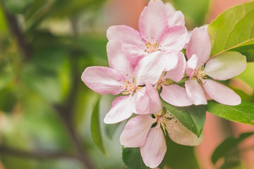 A garden with a flowering quince. Apple-tree in bloom. Branch with pink petals