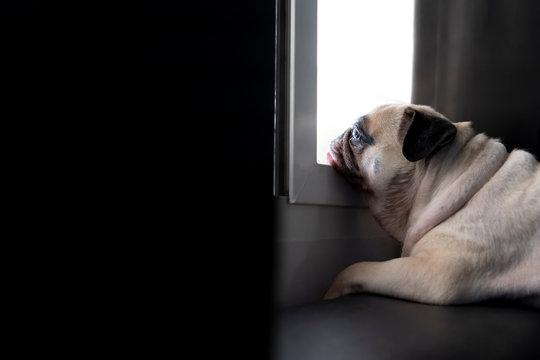 Close-up face of cute pug puppy dog on sofa looking out a window alone like forsake waiting owner.