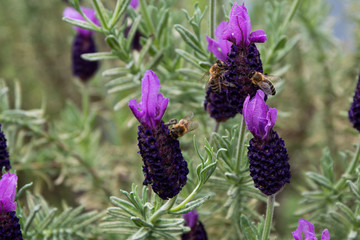 Alle Bienen zum Lavendel