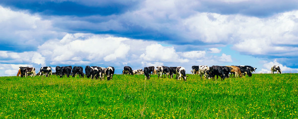 A herd of cows in a flowery meadow in the countryside © alekseyliss