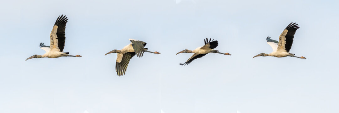 Composite of four photos of a Wood Stork (Mycteria americana) flying over Merritt Island National Wildlife Refuge, Florida, USA.
