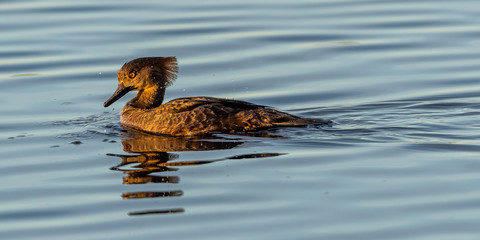 An immature male Hooded Merganser (Lophodytes cucullatus) swimming on top of the water in the Merritt Island National Wildlife Refuge, Florida, USA.