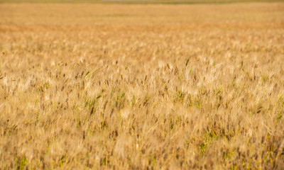 wheat in a field