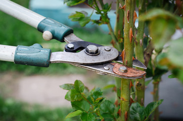 Trimming dry plant branches with a brunch cutter. The concept of spring garden pruning before the...