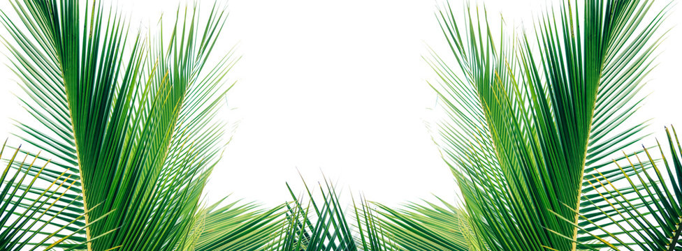 frame of palm trees - floral background