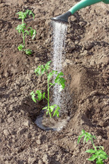 Watering and planting a tomato plant sprout into soil on farm field in sunny day. Gardening, farming concept
