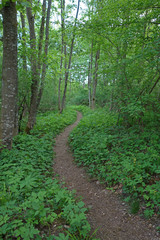 Fußpfad durch Laubwald im Frühjahr