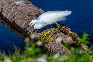 A Snowy Egret (Egretta thula) hunting for food from a downed palm tree in the water in the Orlando...