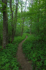 Fototapeta premium Fußpfad durch Laubwald im Frühjahr