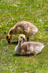 Two Young Chicks