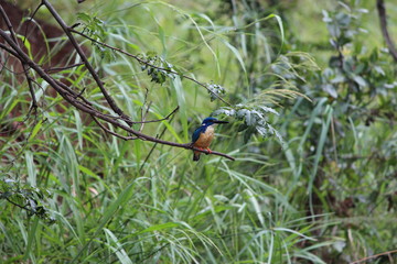 kingfisher on a branch