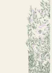 Hand drawn lavender bush drawing vertical background for wedding, invitations, gift cards, postcards, posters, and letters