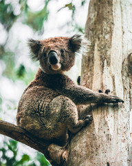 Koala at Great Ocean Road, Australia