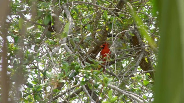 Perched Red Cardinal Bird in a tropical Miami, Flordia tree