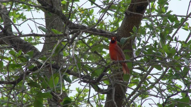 Perched Red Cardinal Bird in a tropical Miami, Flordia tree