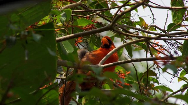 Perched Red Cardinal Bird in a tropical Miami, Flordia tree