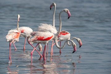 Greater Flamingo walks in water (Phoenicopterus roseus)