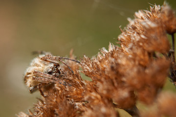spider on a flower