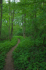 Fußpfad durch Laubwald im Frühjahr