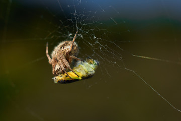 spider on the web
