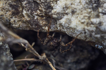 spider on the stones 