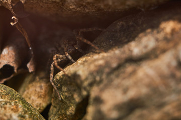 close up of a brown spider