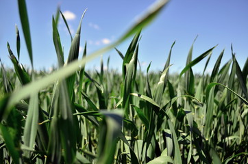 young winter wheat grows on the field