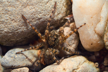 macro of a spider on the stones