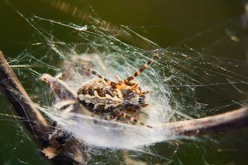 spider on a web