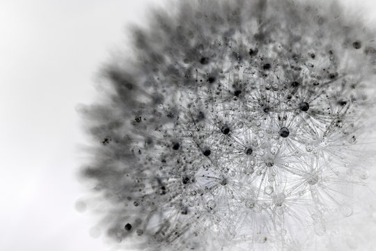 Negative photo of dandelion seedhead with water dew or rain drops. Abstract floral black and white photo.