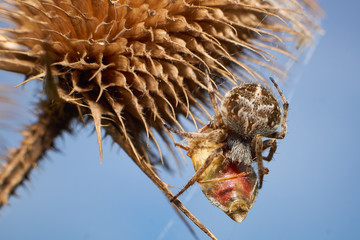 spider on a plant 