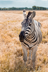 A wild zebra on yellow grass in outdoor wildlife. vertical © Olena