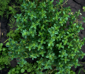 bush of growing thyme with green leaves in the garden