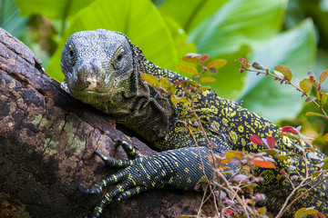 Salvadori's monitor (Varanus salvadorii) is one of the longest lizards in the world
It is an arboreal lizard with a dark green body marked with bands of yellowish spots.
