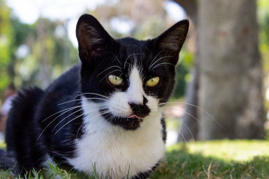 Funny looking cat black and white with black spot on face laying on grass outdoors.