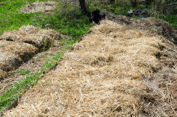 Straw on bed in the garden. Organic gardening. Permaculture. Straw mulch.