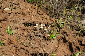 Cherry tree stumps in clay soil in the cherry orchard