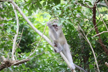baby monkey on a branch