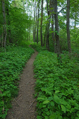 Fototapeta na wymiar Fußpfad durch Laubwald im Frühjahr
