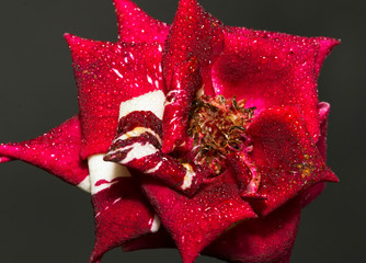 Batik Red and white Rose