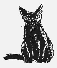 Hand drawn vector illustration with black cat. Graphic handmade illustration. Cat isolated from background.
