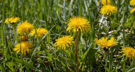 image of beautiful .dandelion flowers in the field
