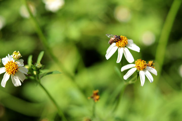 Bidens Pilosa is a white flower with yellow stamens, sucking bee pollen as a medicinal plant.
