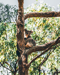 Koala at Great Ocean Road, Australia