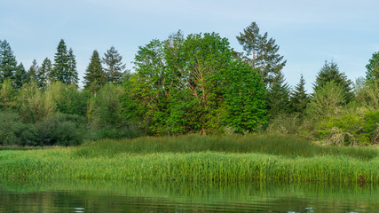 Kennedy Creek, Shelton Washington