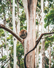 Koala at Great Ocean Road, Australia